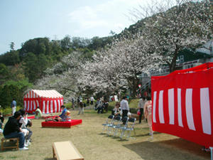 黄金崎桜祭り１